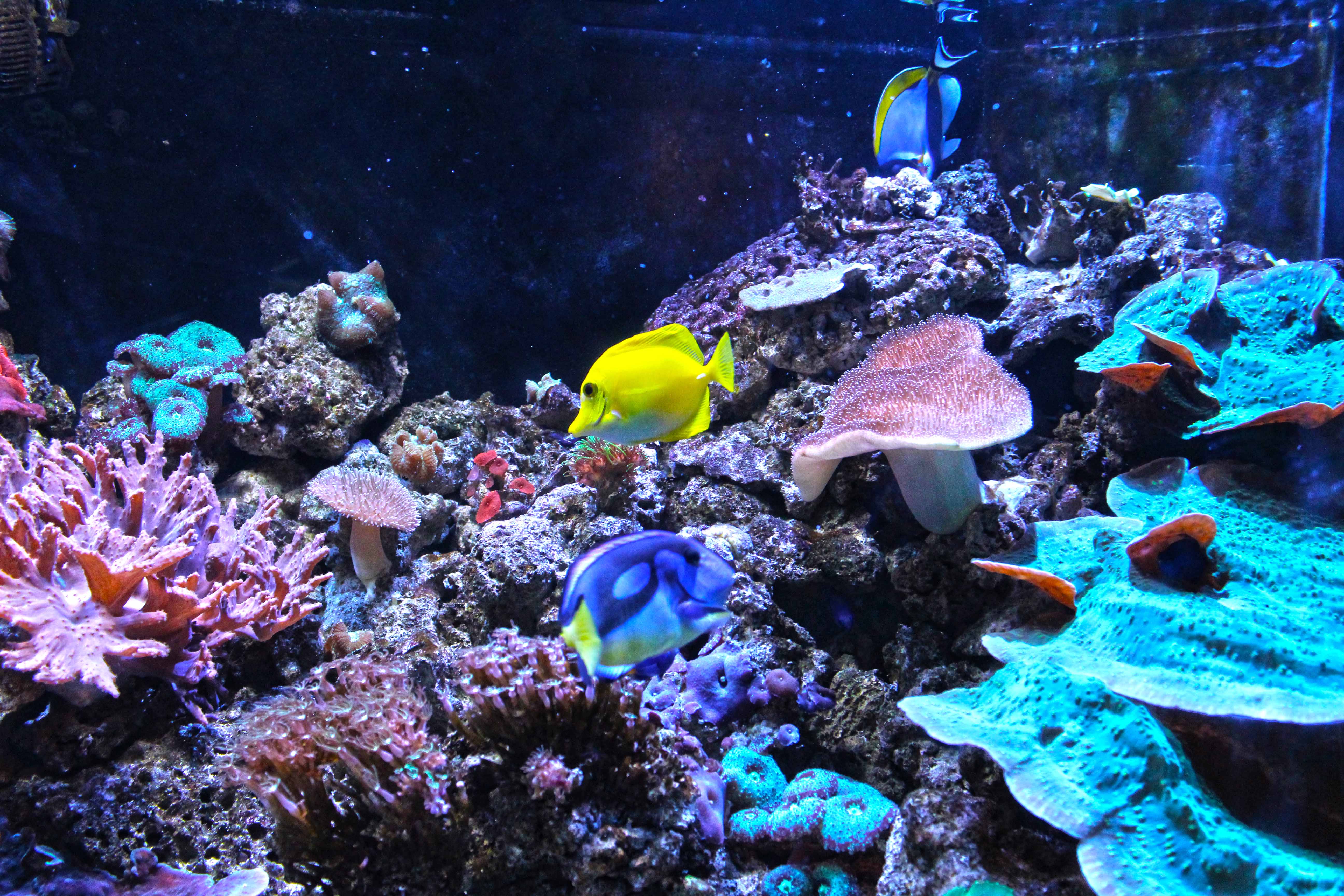 367_alta_Aquarium Zebrasoma Flaenscens Arrecife Coral.JPG